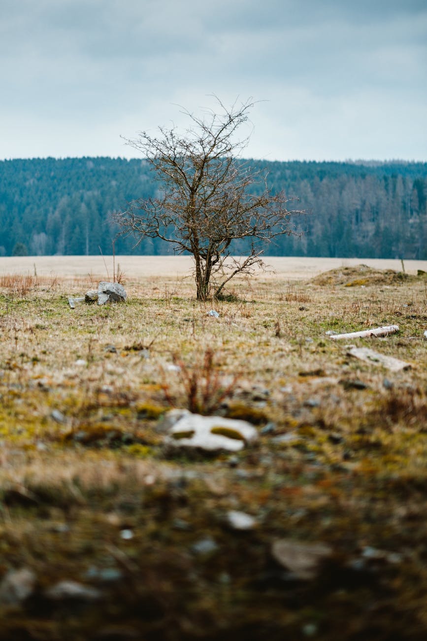 Wir wollen einen Baum pflanzen!